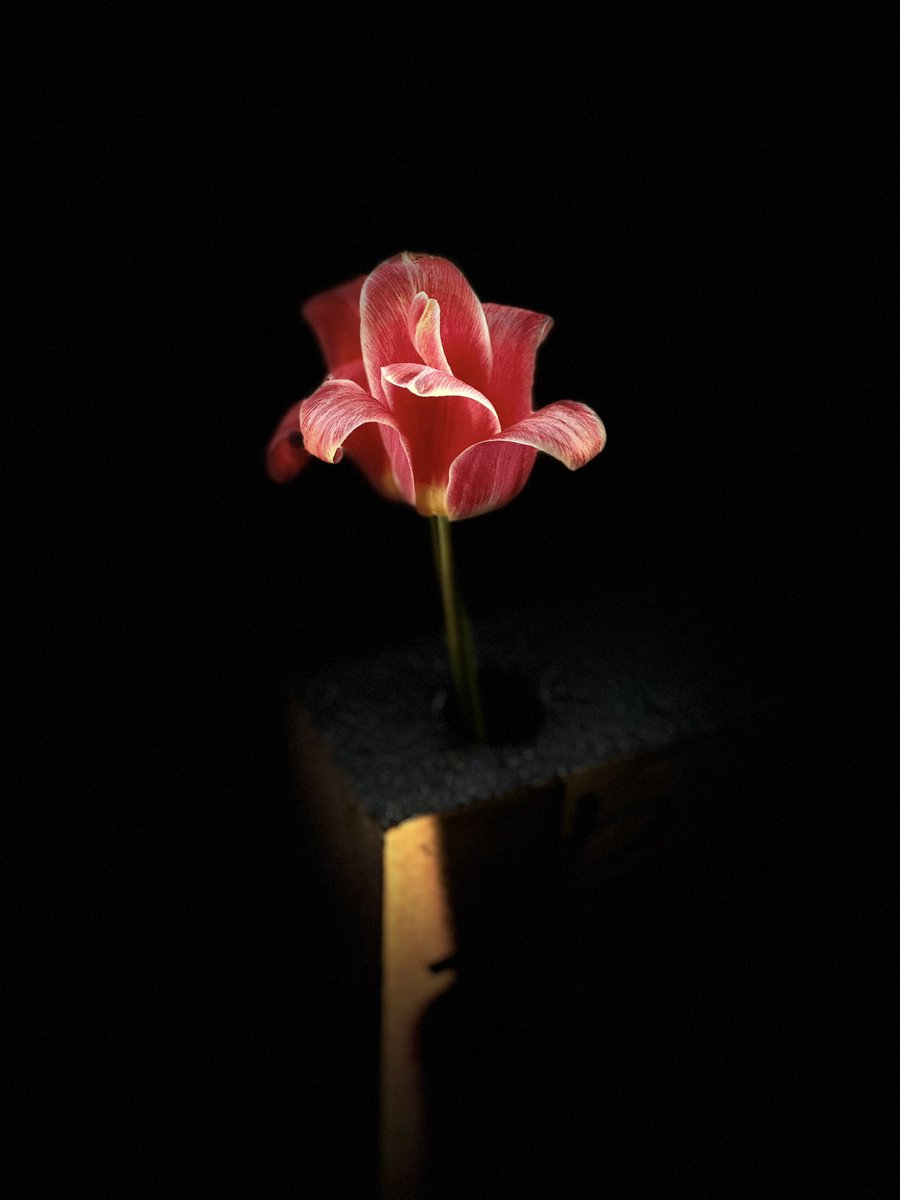 Tulp

#iPhone14Pro #fotograferen #tulpen #lente