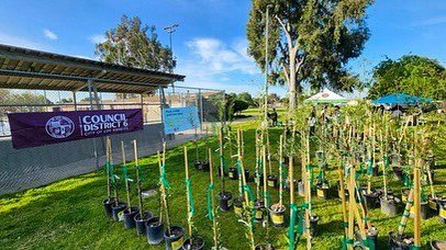 With the help of <a href="/CityPlants/">City Plants</a> and <a href="/TreePeople_org/">TreePeople</a>, so many trees found new homes in Sun Valley this weekend. 🌳

Planting more shade trees means cleaner air, better neighborhood health, and more vibrant communities.