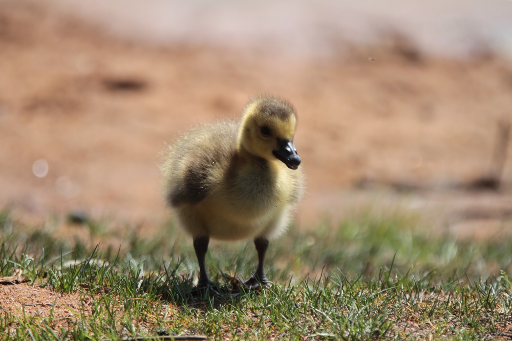 "What if I see wildlife that looks injured, sick, or orphaned?"

Report your sighting to park staff and leave them where they are! 🙅‍♂️

Here’s why: bit.ly/3Sgnq2r 

#NationalWildlifeWeek