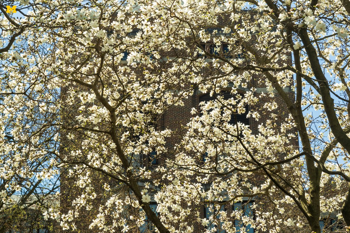 April in A2. 🌼☀️

#GoBlue