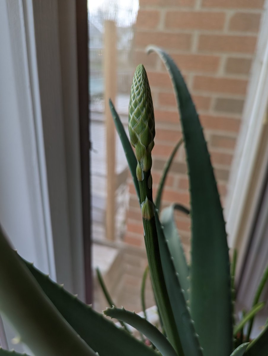 Sci_Classroom's tweet image. My aloe plant is growing a flower!🌿🏵️

#plants #houseplants #houseplant