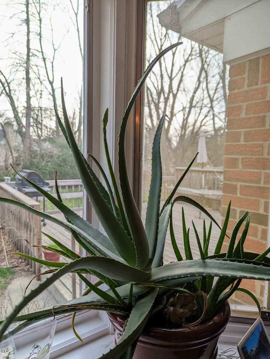 Sci_Classroom's tweet image. My aloe plant is growing a flower!🌿🏵️

#plants #houseplants #houseplant