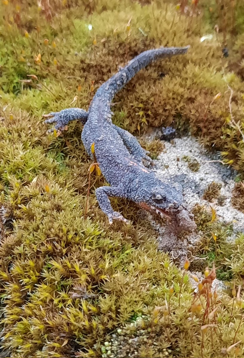 Hab dieses kleine Kerlchen vorhin getroffen.🥹
Müsste eine Art Molch oder Eidechse sein, mit orange-rotem Bauch.🤔
Kann mir jemand sagen zu welcher Art dieses Tierchen gehört?