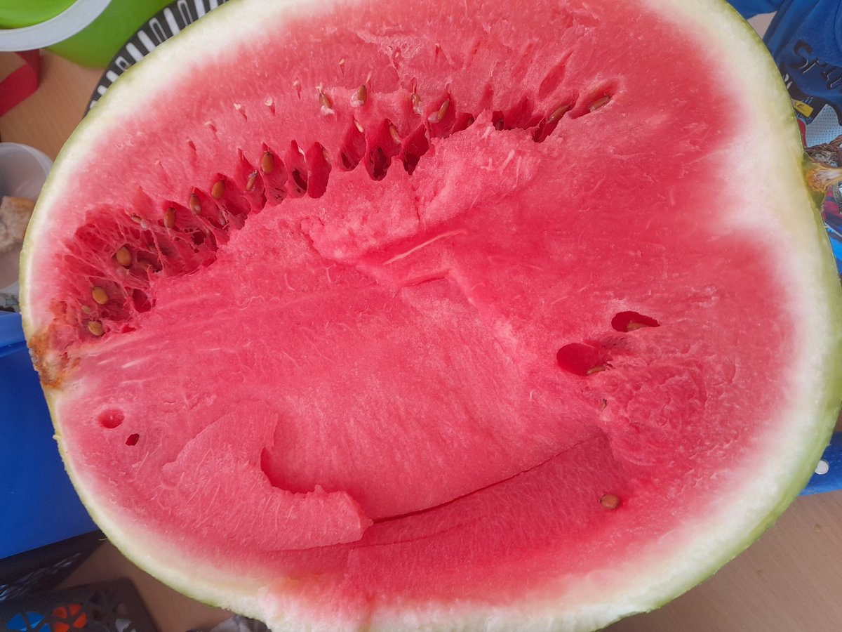 LHakwaake's tweet photo. Home grown water melon..... https://t.co/znLu7UlscL