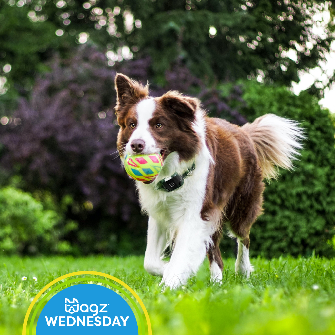 getwagz's tweet photo. It's #DogAppreciationMonth! How are you showing your dog you appreciate him? Tell us in the replies below! 👇 #WagzWednesday https://t.co/qkq35EFTaY