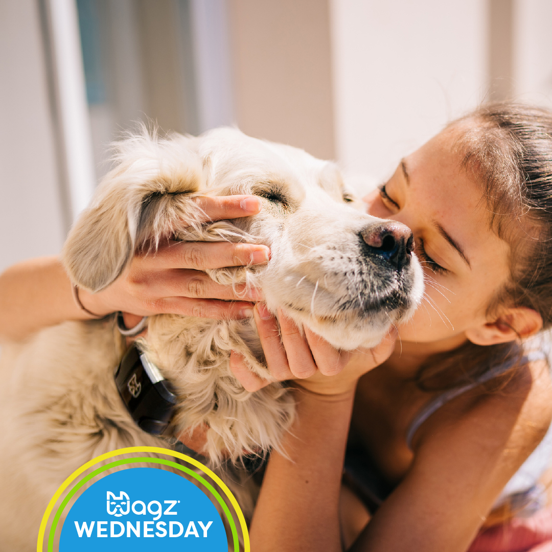 getwagz's tweet photo. It's #DogAppreciationMonth! How are you showing your dog you appreciate him? Tell us in the replies below! 👇 #WagzWednesday https://t.co/qkq35EFTaY