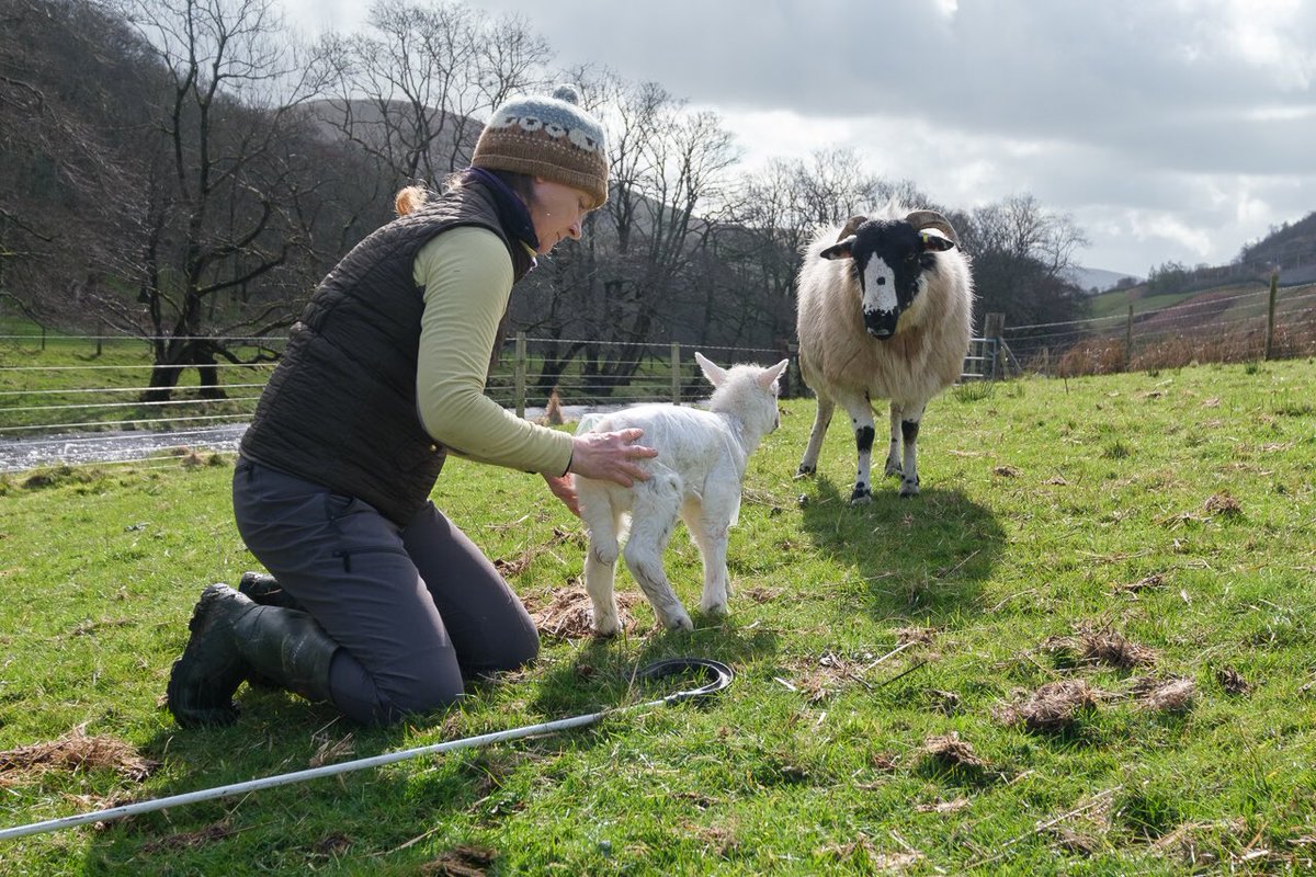 ruslandvalley's tweet photo. There are lots of things in this world I don’t agree with, but as I don’t have the knowledge and experience to criticise those who do it for a living I generally keep my opinions to myself. 

Maybe have a bit of empathy for farming families before tweeting about sheep farmers? https://t.co/ysFzwo3UjT