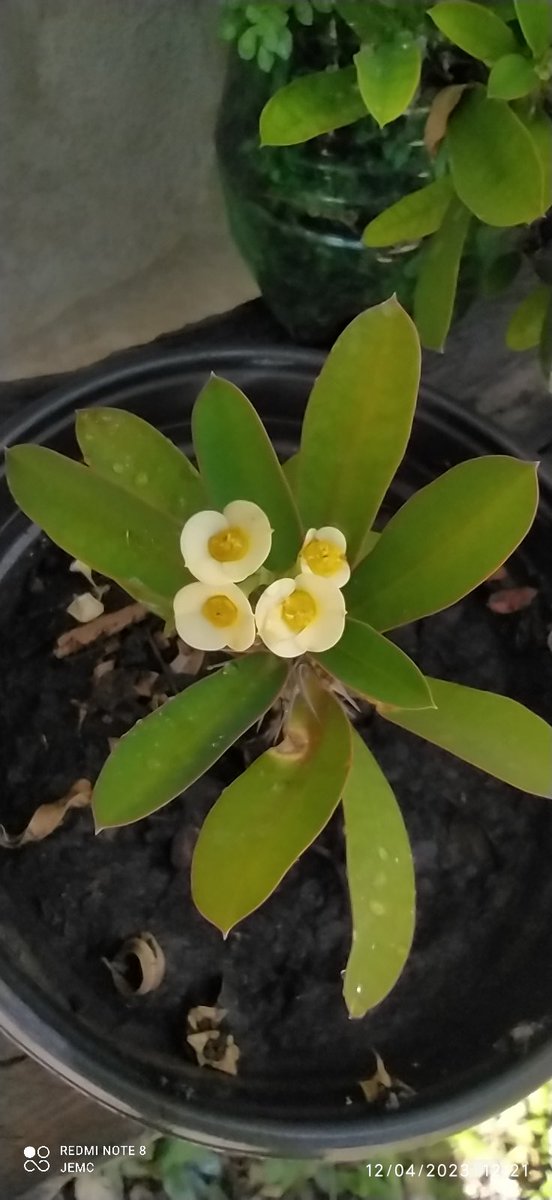jesus_marca's tweet photo. Las flores de mi jardín ... https://t.co/72mwVDq038