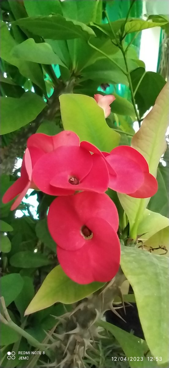 jesus_marca's tweet photo. Las flores de mi jardín ... https://t.co/72mwVDq038