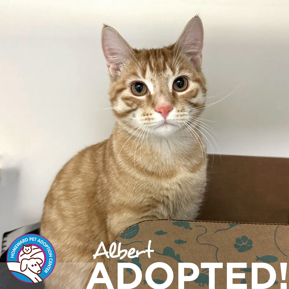 What a fantastic adoption week last week!
Last week we sent 19 pets home with their new families! Including 5 kittens, 6 cats, 4 puppies, and 4 dogs.

#cats #adopted #dogs