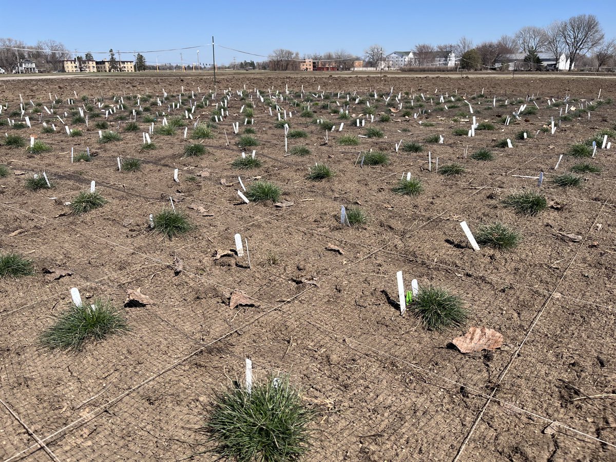 FlorenceSessoms's tweet image. Hard fescue shade tolerant crossing block. Plant do not seem to have suffered from our 22-23 Minnesotan winter! ⁦@UMNTurf⁩