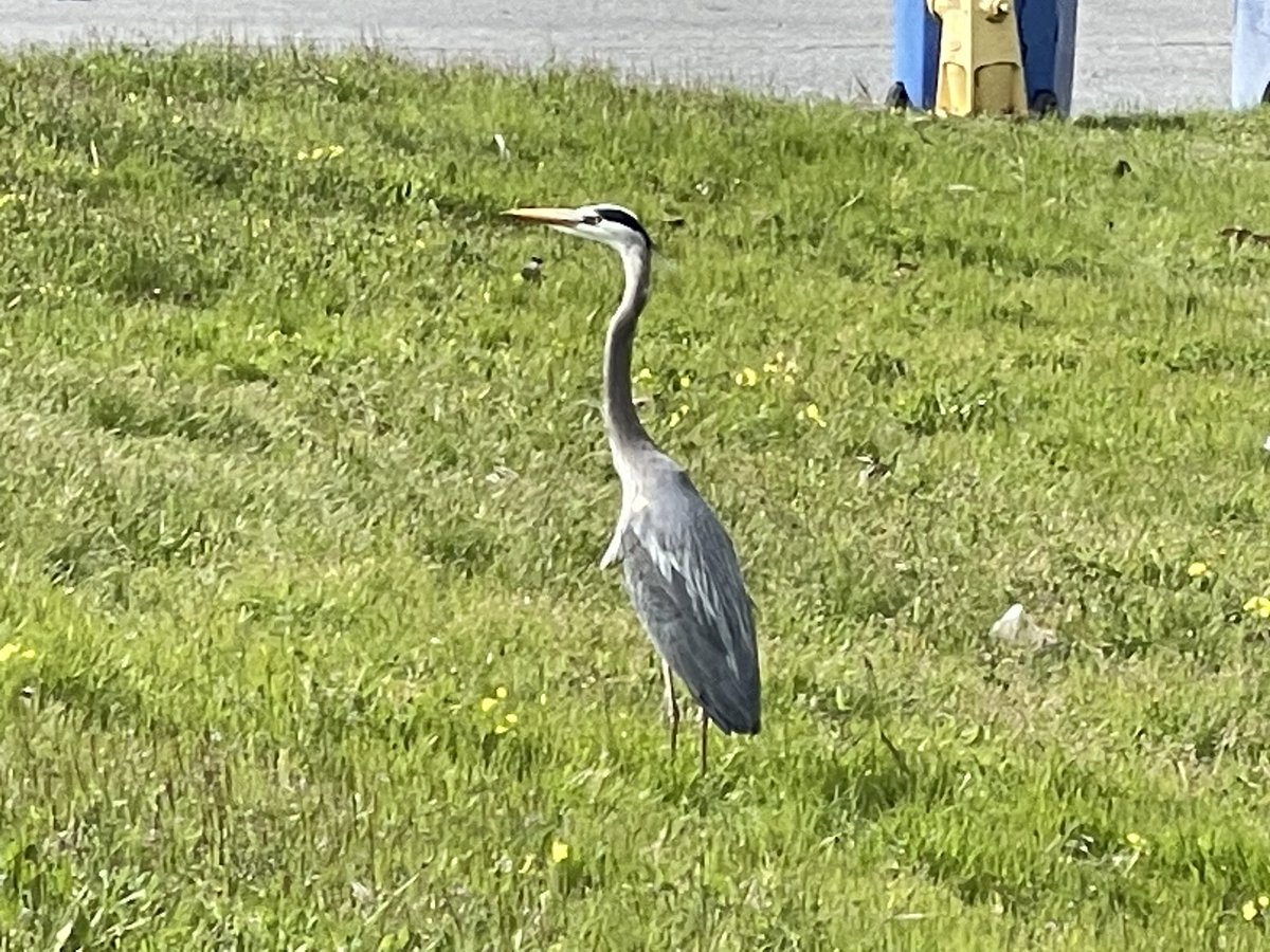 RKMeier's tweet photo. Look who’s hanging out in my neighborhood! https://t.co/2jsCAeKLzZ