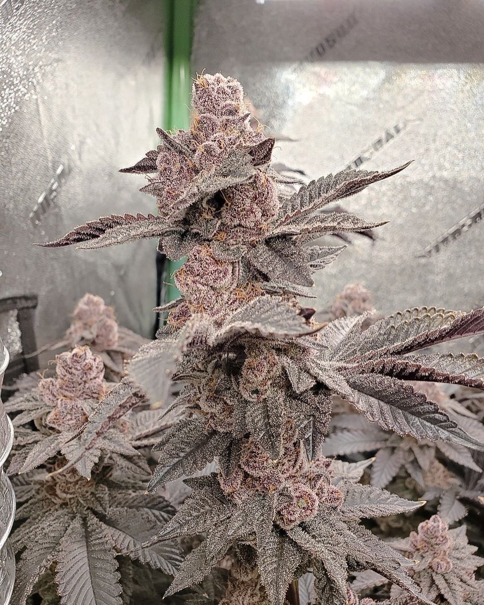 Solfire Gardens tweet media
