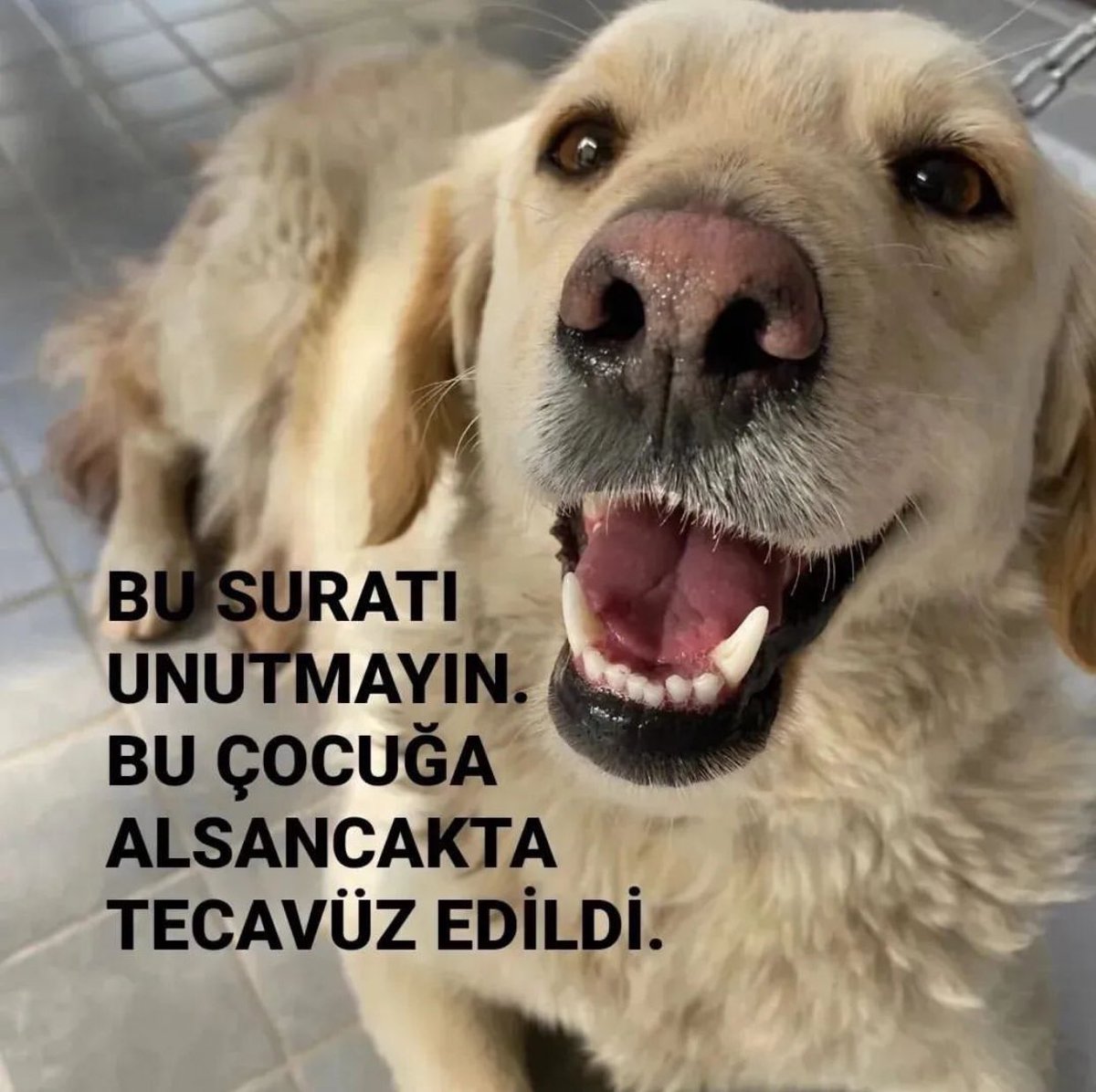 #Leyla ! Yıllardır Alsancak-Pasaport’ta yaşayan herkesin sevgilisi canım Leyla…Tecavüz etmek için önce kesmişler! Şu an yaşam mücadelesi sürüyor… Her yer kamera dolu ama hayvan olduğu için <a href="/izmirtarim/">İzmir Tarım ve Orman İl Müdürlüğü</a> ve <a href="/haydipolisi/">haydipolisi</a> umursamıyor! <a href="/tuncsoyer/">Tunç Soyer</a> <a href="/chpizmiril/">CHP İZMİR İL BAŞKANLIĞI 🇹🇷</a> <a href="/EmniyetIzmir/">İzmir Emniyet Müdürlüğü</a> #adalet