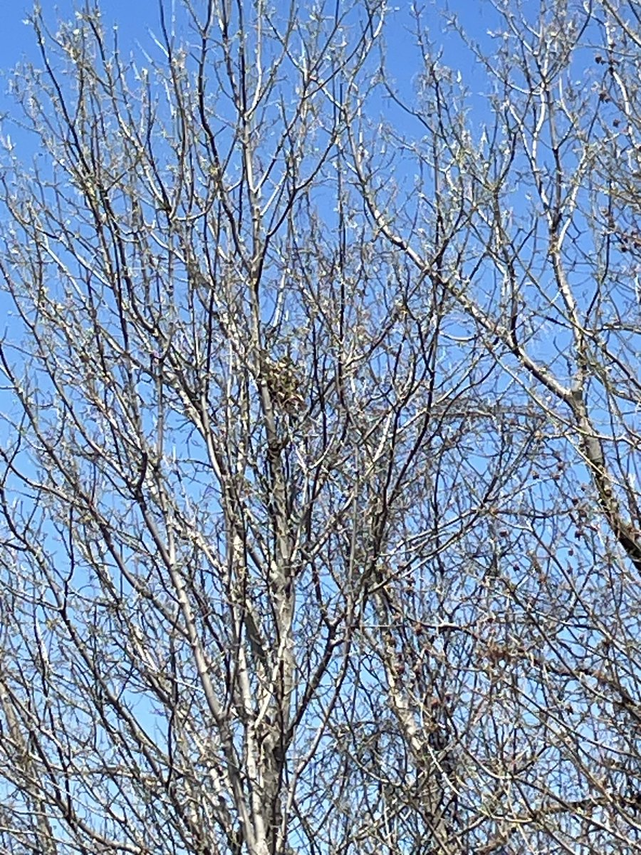 Mrs. Hammel tweet media