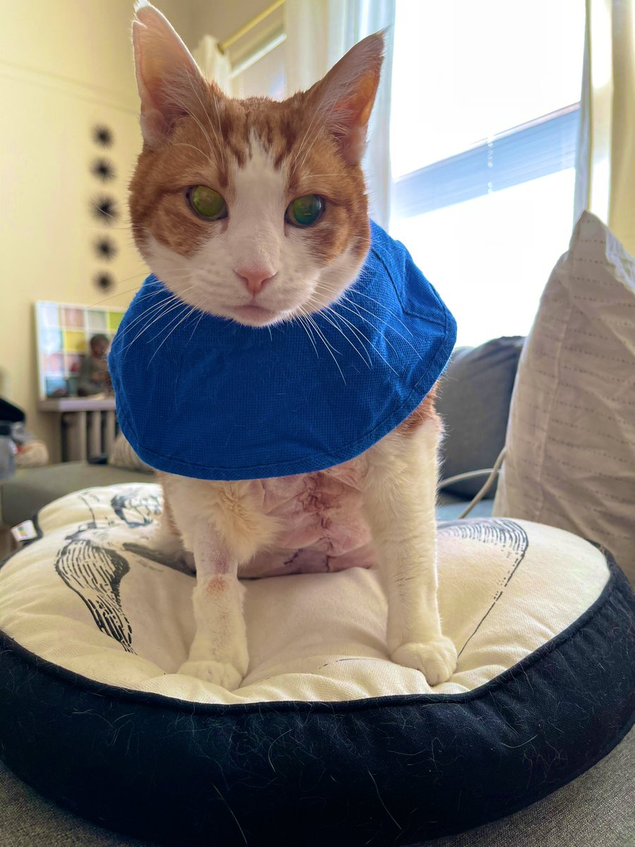 SqueakyMissD's tweet photo. TW//animal wounds
CW//animal wounds
This is what #Cancer surgery recovery looks like🥺 -Dh
#WednesdayVibes
#CatsOfTwitter
#Gingerlicious🧡
#MammaryCancer
#FuckCancer🖕🏼 https://t.co/QnXnkqWlpb