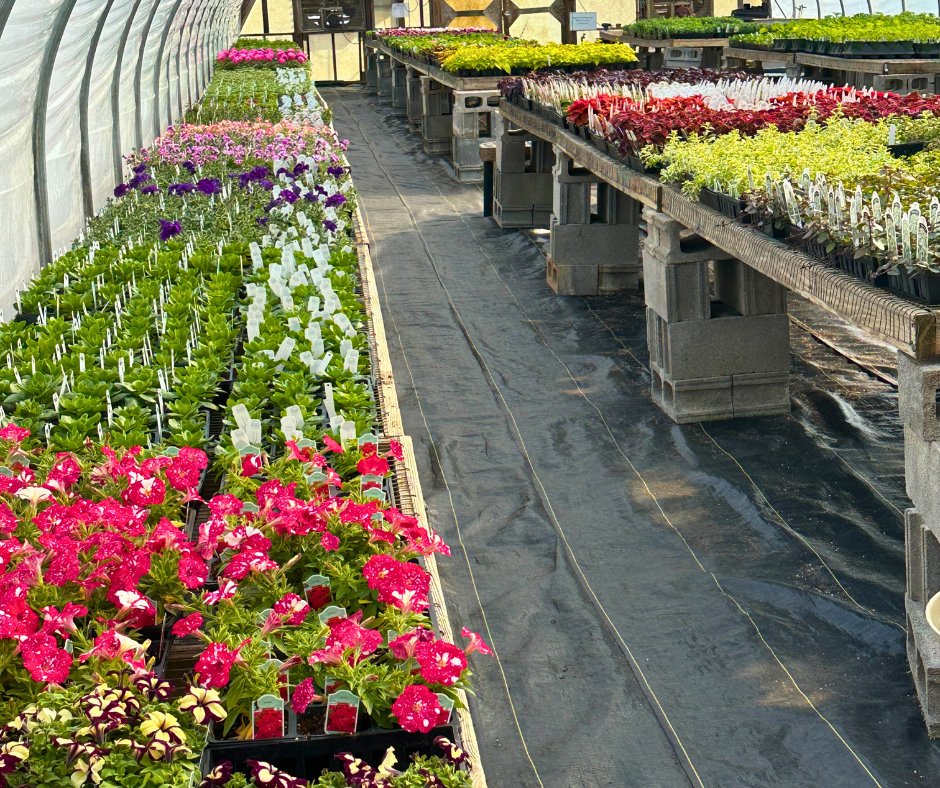 hsvgarden's tweet photo. It is time to plant! Join us for the Spring Plant Sale.
We have over 30,000 plants and over 400 species. Plant experts on hand to help with all your questions.
April 13, member exclusive sale
April 14, 15, 20-22, open to the public
#hsvgarden #springplantsale #gardening #plants https://t.co/0HcI3XkW0S