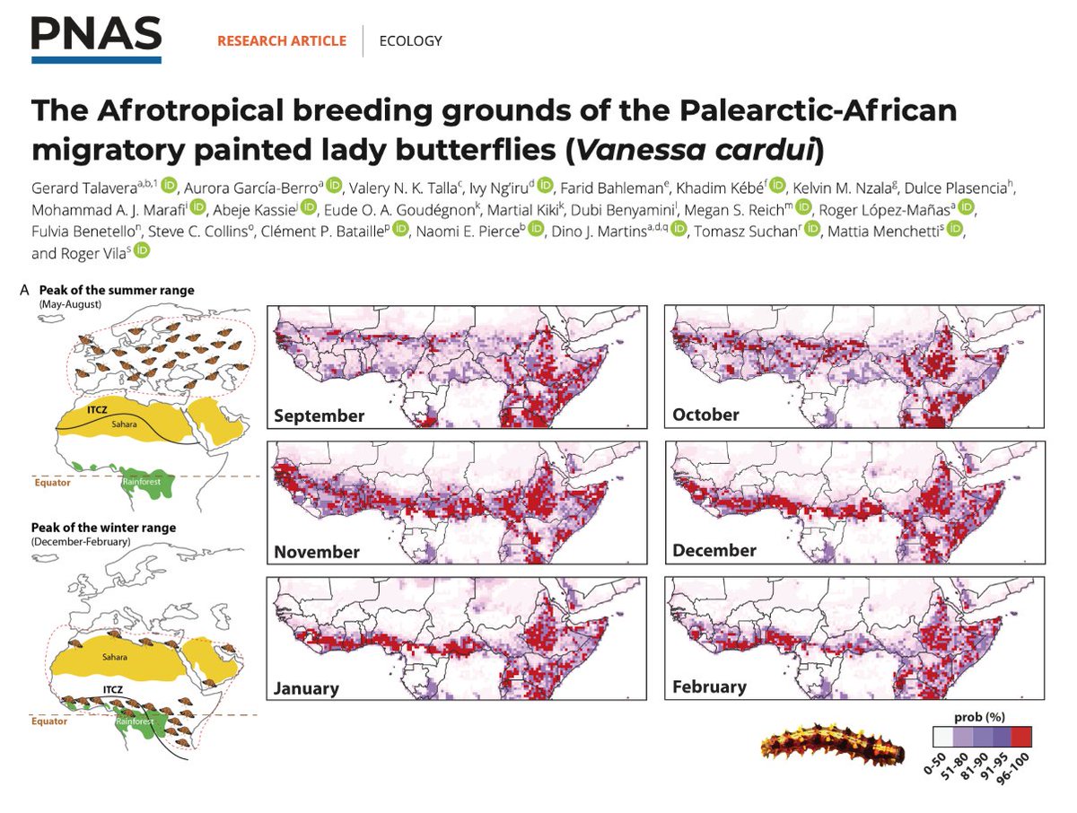 Gerard Talavera (@gerardtalavera) on Twitter photo “Found at last”! Happy to share the results of this long-term international collaboration. We identify the last leg of the longest butterfly migration #vanessacardui
pnas.org/doi/10.1073/pn…
#FieldWorkMatters #insectmigration #butterflymigration #PhyloMigrationLab <a href="/IBB_botanic/">Institut Botànic de Barcelona</a> “Found at last”! Happy to share the results of this long-term international collaboration. We identify the last leg of the longest butterfly migration #vanessacardui
pnas.org/doi/10.1073/pn…
#FieldWorkMatters #insectmigration #butterflymigration #PhyloMigrationLab <a href="/IBB_botanic/">Institut Botànic de Barcelona</a>