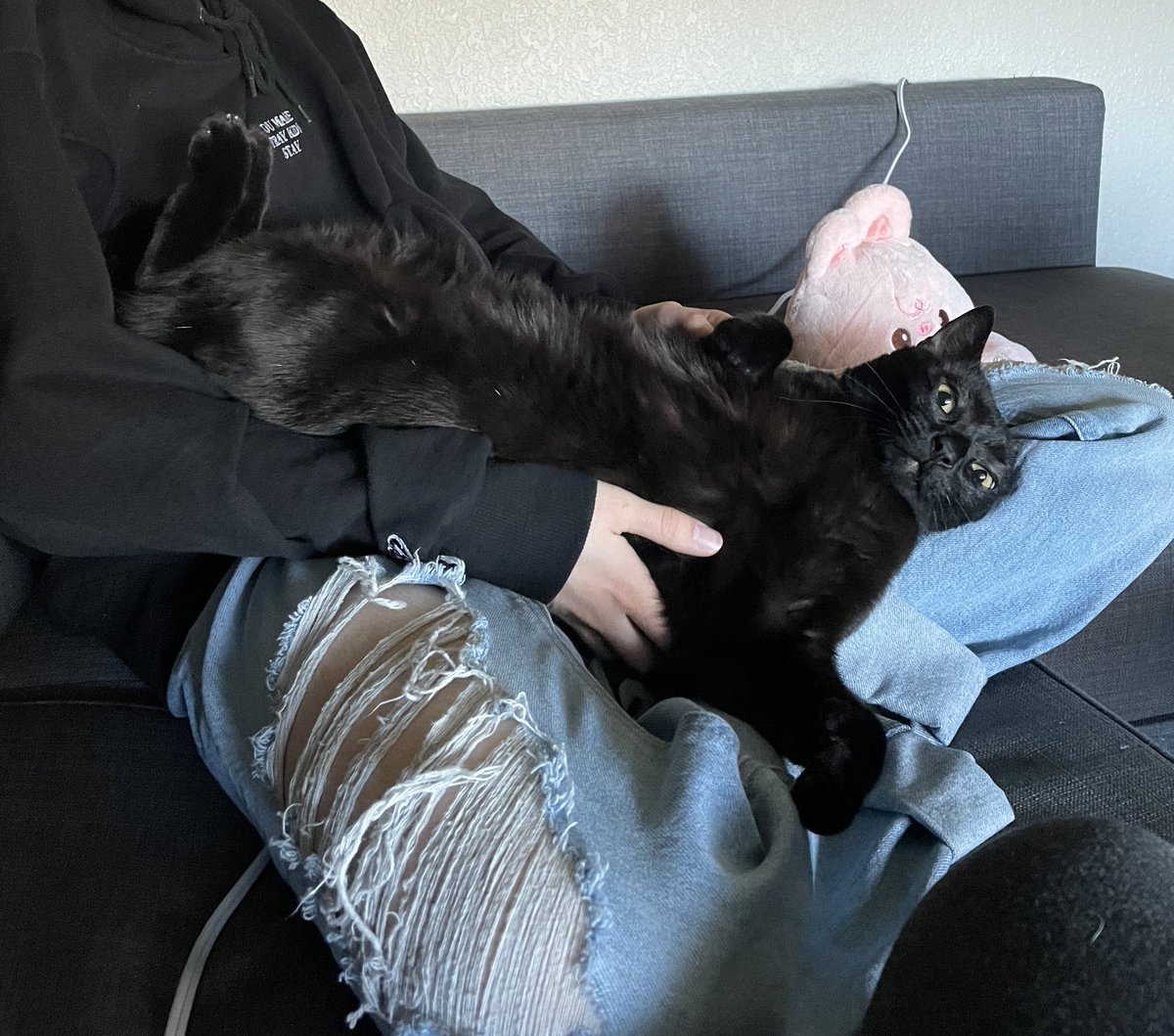 miss_ejkitty's tweet photo. @latkedelrey Returned twice because she was too skittish. “She’ll never be a lap cat” has turned into if you sit on the couch beans will flop all over you and you have no say in the matter https://t.co/zCBKBKiSX5