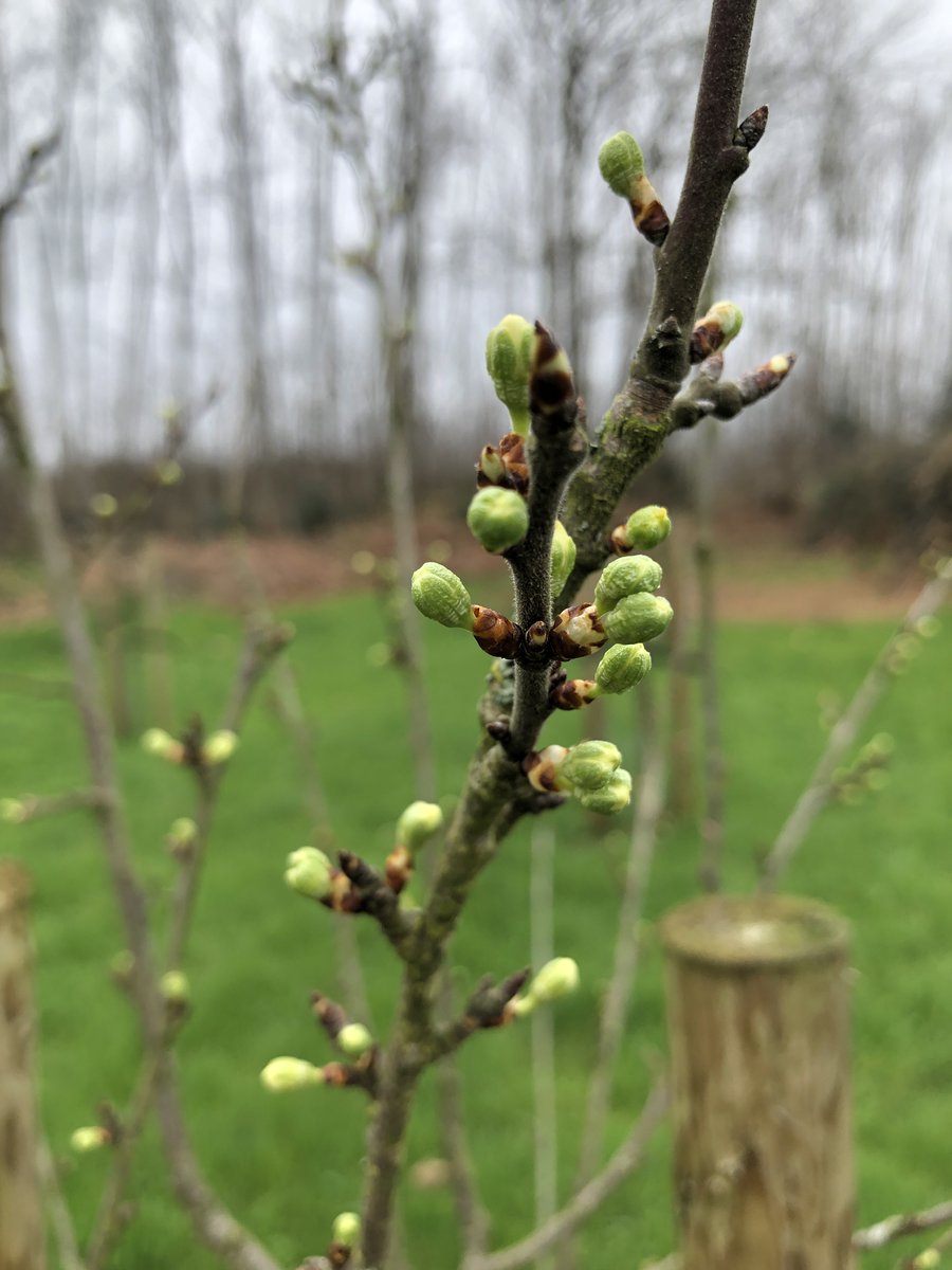 The many forms of a humble tree bud. Keep an eye out as the buds morph into flowers and, eventually, fruit. #WheresYourBudAt 🌱🔍

Celebrate orchards with #OrchardBlossomDay 👇
orchardnetwork.org.uk/orchard-blosso…

#BlossomWatch #OrchardsEverywhere
