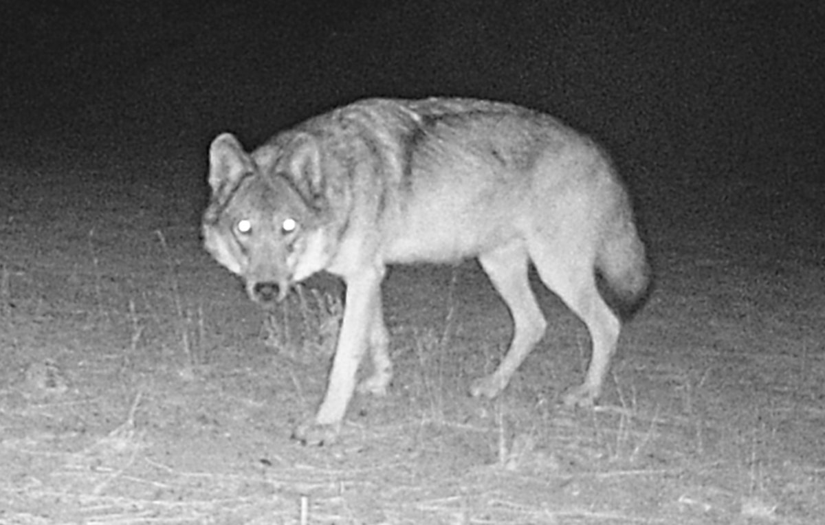 Interested in following our research on the economic impacts of wolf-cattle interactions? Here is an introduction to what we will be working on in the coming months: livestockecon.ucdavis.edu/blog/2023/04/1…