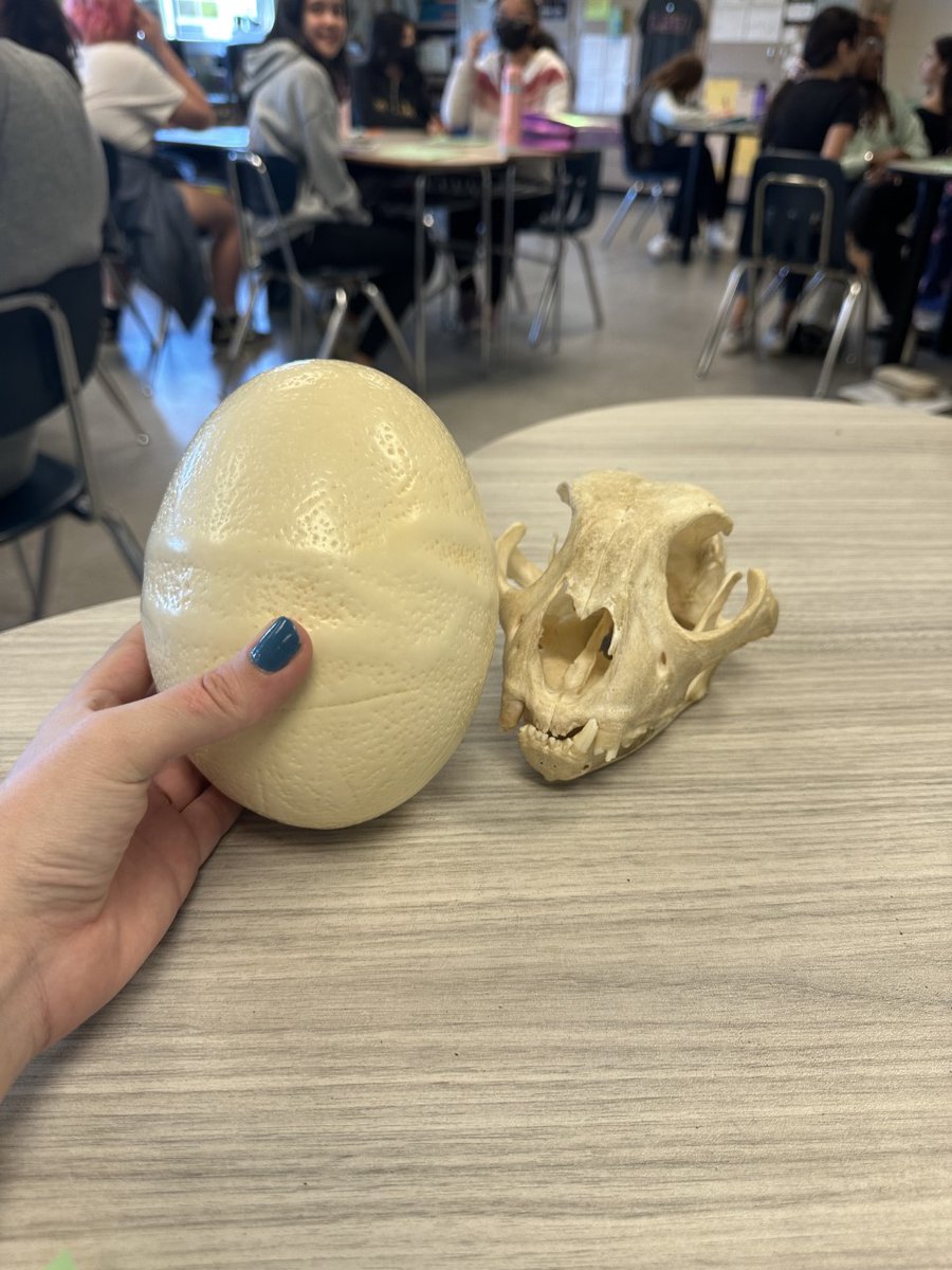 Our AVID 6th graders had a Zoo educator come in to talk about the different jobs/careers at the zoo before we go next week!! We learned a lot and a surprising highlight was holding elephant poop 🤣#AVID4possibility #AVIDaacps #careers <a href="/marylandzoo/">Maryland Zoo</a>