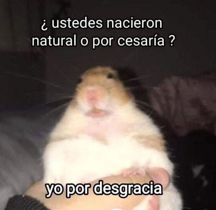 paracetamor's tweet image. 