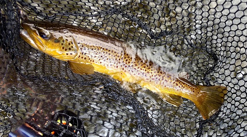 Saltwateronfly's tweet photo. Fly Fishing Montana’s Gallatin River Walk Wade or Float
https://t.co/XA8gLNrMHF
:
#montana #gallatinriver #flyfishing #flytying #onthefly #getlostinamerica #guidedtrips #bozemanmt #outdooradventures #outdoorlife #driftboat #dryfly #streamerfishing https://t.co/0PYAwTPrwk