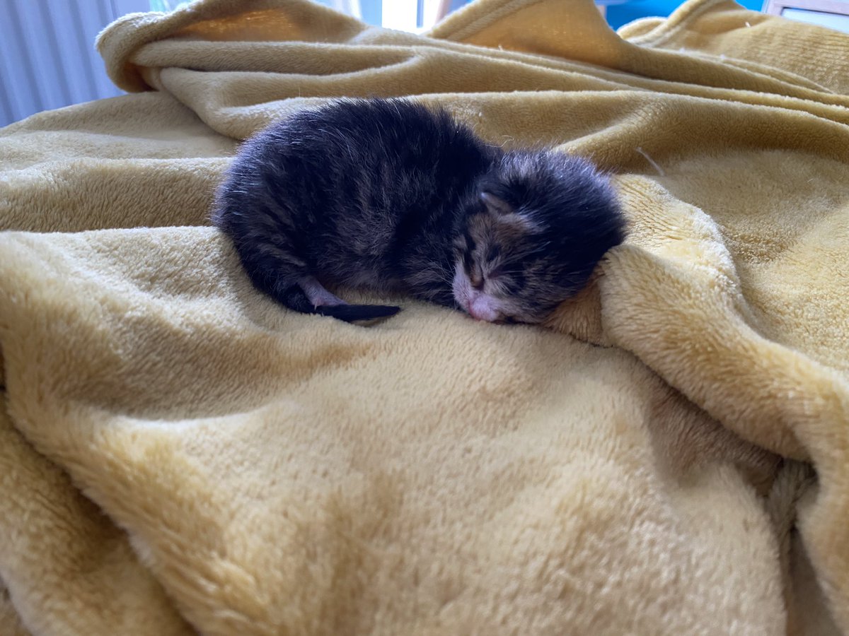 Miissa__'s tweet photo. Sinon, c’est reparti pour la #TeamFA #TeamBiberon avec le petit NOZ. 😻 https://t.co/uO8nwuYuHc
