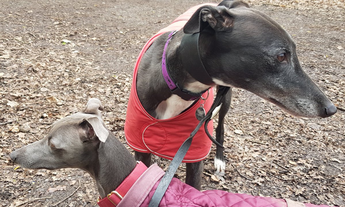 Matthew43297558's tweet photo. Look at Gracie whippet and I on patrol in the woods. We're like the Steed and Mrs Peel of the canine world 😄#coolduo https://t.co/zZ34YQM4yg