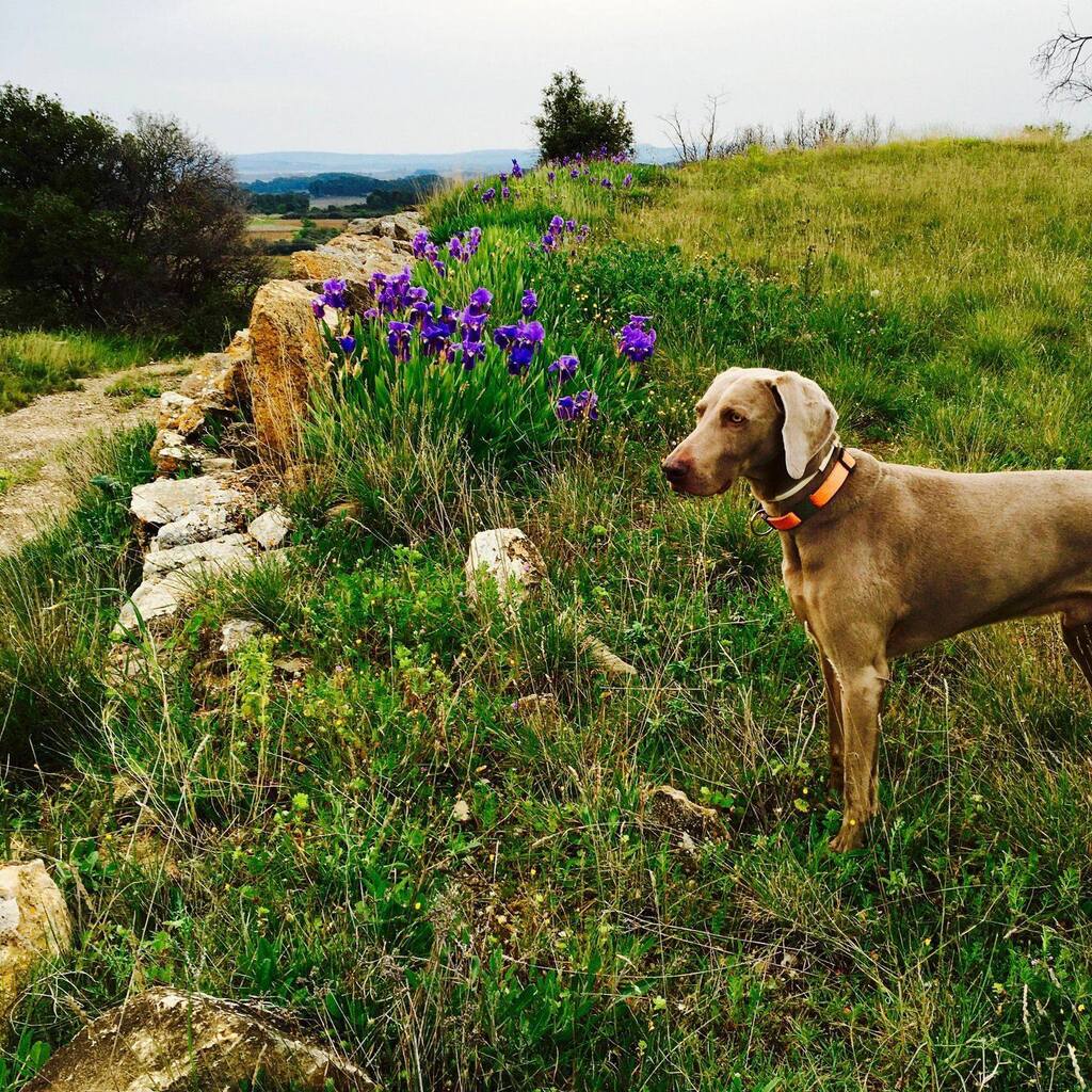 LaFranglaise's tweet photo. It's National Weimaraner Day - celebrating a wonderful but challenging breed - and recognising all the rescue organisations &amp; volunteers who help rehome them ... 😕
This particular grey hound definitely rescued me - from our walk early this morning these are just some of the … https://t.co/iIiO5DulZG