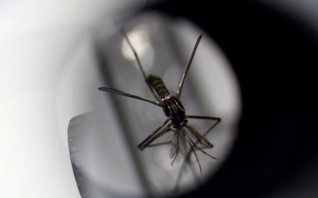 Salud en América Latina y el Caribe (@saludlac) on Twitter photo La incidencia de #Dengue 🦟bajó 94% en el Valle de Aburrá🇨🇴 tras la liberación de mosquitos con #Wolbachia en el local, según <a href="/WMPColombia/">World Mosquito Program Colombia</a>.
Wolbachia es una bacteria que impide la transmisión del virus en el insecto.
📰<a href="/sneweyy/">Sarah Newey</a> (en inglés)
telegraph.co.uk/global-health/… La incidencia de #Dengue 🦟bajó 94% en el Valle de Aburrá🇨🇴 tras la liberación de mosquitos con #Wolbachia en el local, según <a href="/WMPColombia/">World Mosquito Program Colombia</a>.
Wolbachia es una bacteria que impide la transmisión del virus en el insecto.
📰<a href="/sneweyy/">Sarah Newey</a> (en inglés)
telegraph.co.uk/global-health/…