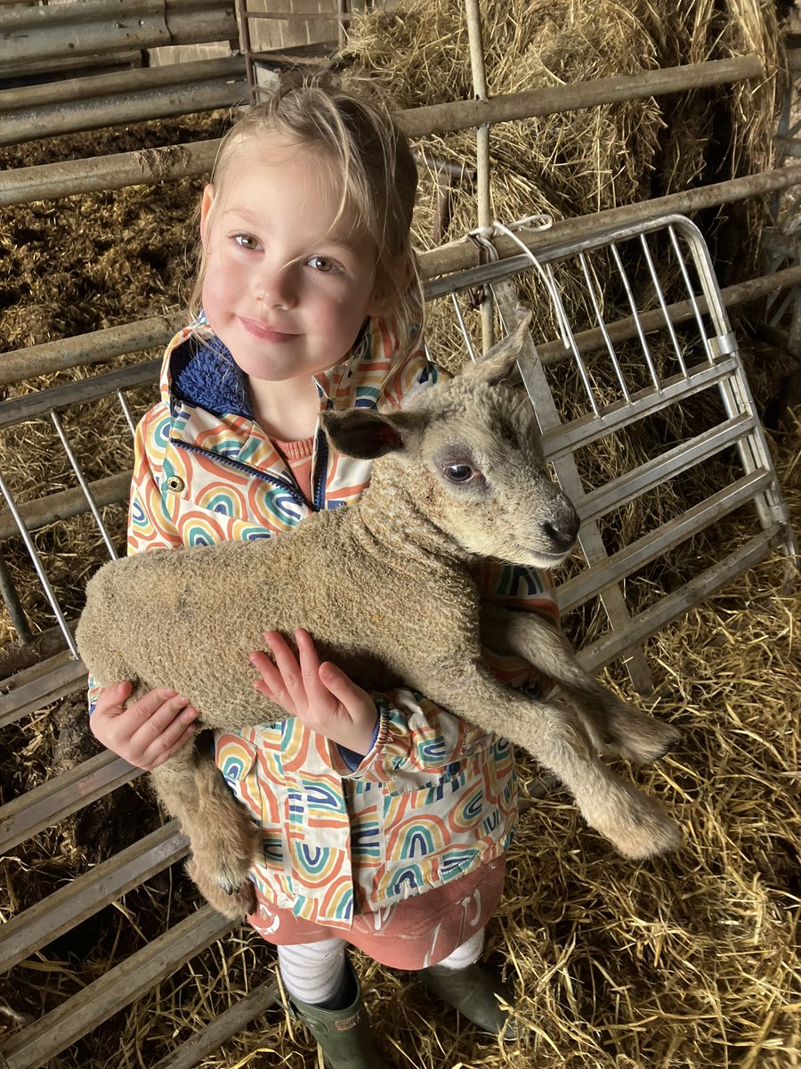 holsStoakley's tweet photo. Love lambing season 🐑🐑🐑 @Astley_Primary1 @Astley_Primary https://t.co/cQy5lEhVcc