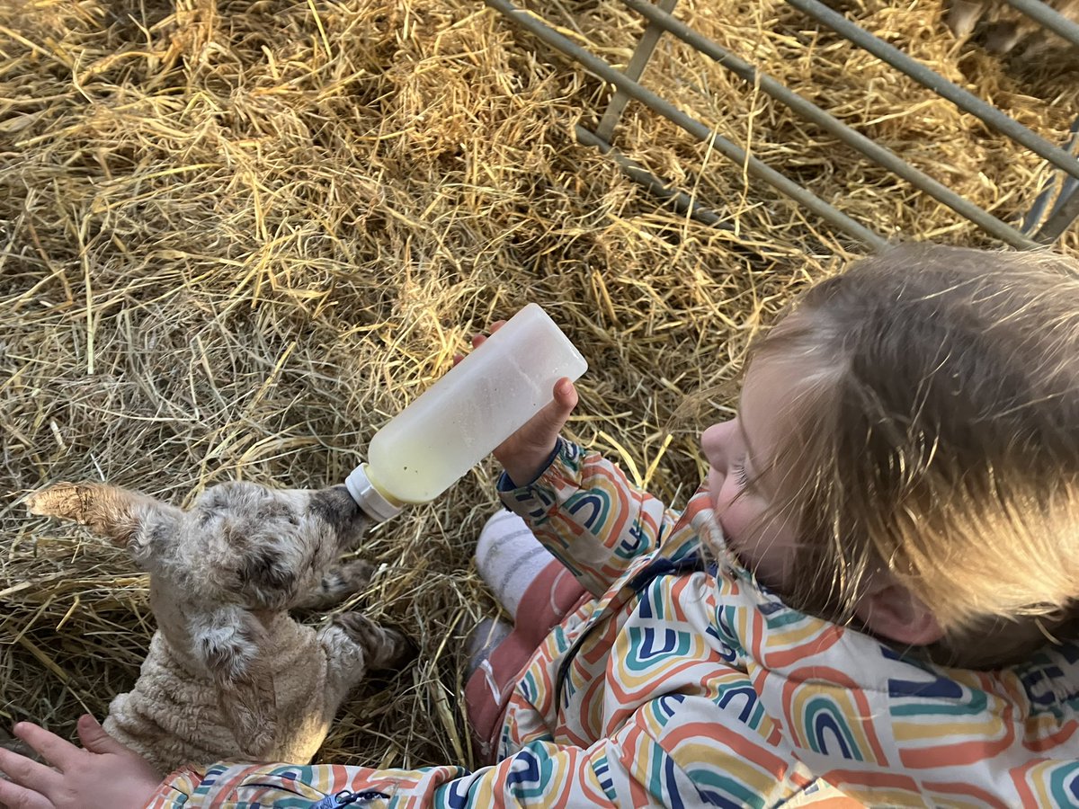 holsStoakley's tweet photo. Love lambing season 🐑🐑🐑 @Astley_Primary1 @Astley_Primary https://t.co/cQy5lEhVcc
