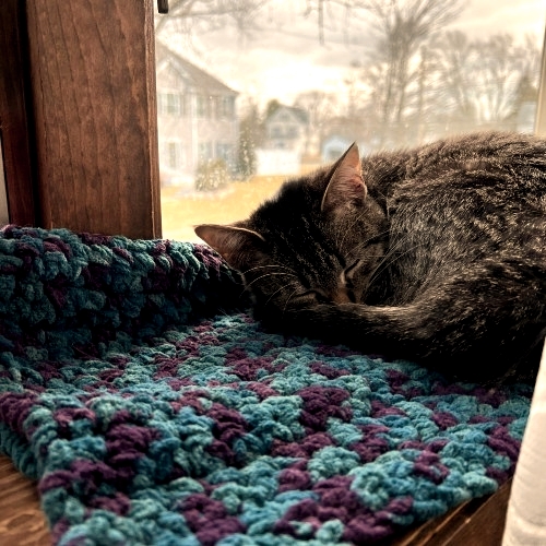 PalsCats's tweet photo. Today is the 1st of Charlotte's scheduled surgeries.  Please send healing thoughts for a smooth procedure.❤️ ����🏾👑⁠ 

We're at 27% of the $10,000 needed, &amp; we thank you so much for your generosity!⁠ Visit https://t.co/FkxhRrF4CT to donate. 
⁠
#ForCharlotte⁠
#PALSFam🐈 https://t.co/llU5nQciB7