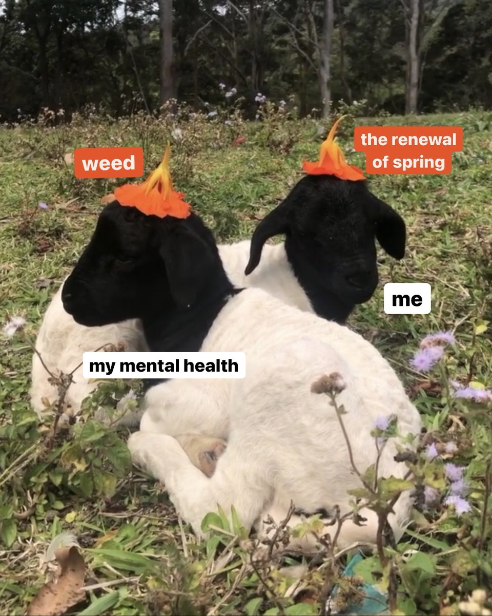 Cornerstone Wellness tweet media