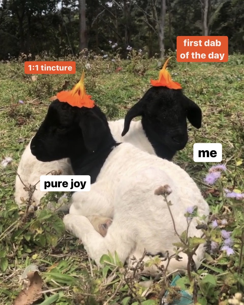 Cornerstone Wellness tweet media