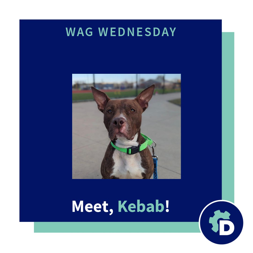 It is Wag Wednesday, and this week we are hoping to help find Kebab a forever home! 

He is hilarious, super sweet, super playful and a lovely young man! For more information, or to apply for adoption visit: 

hubs.ly/Q01LclQ80  

#adopt #wagwednesday #rescue