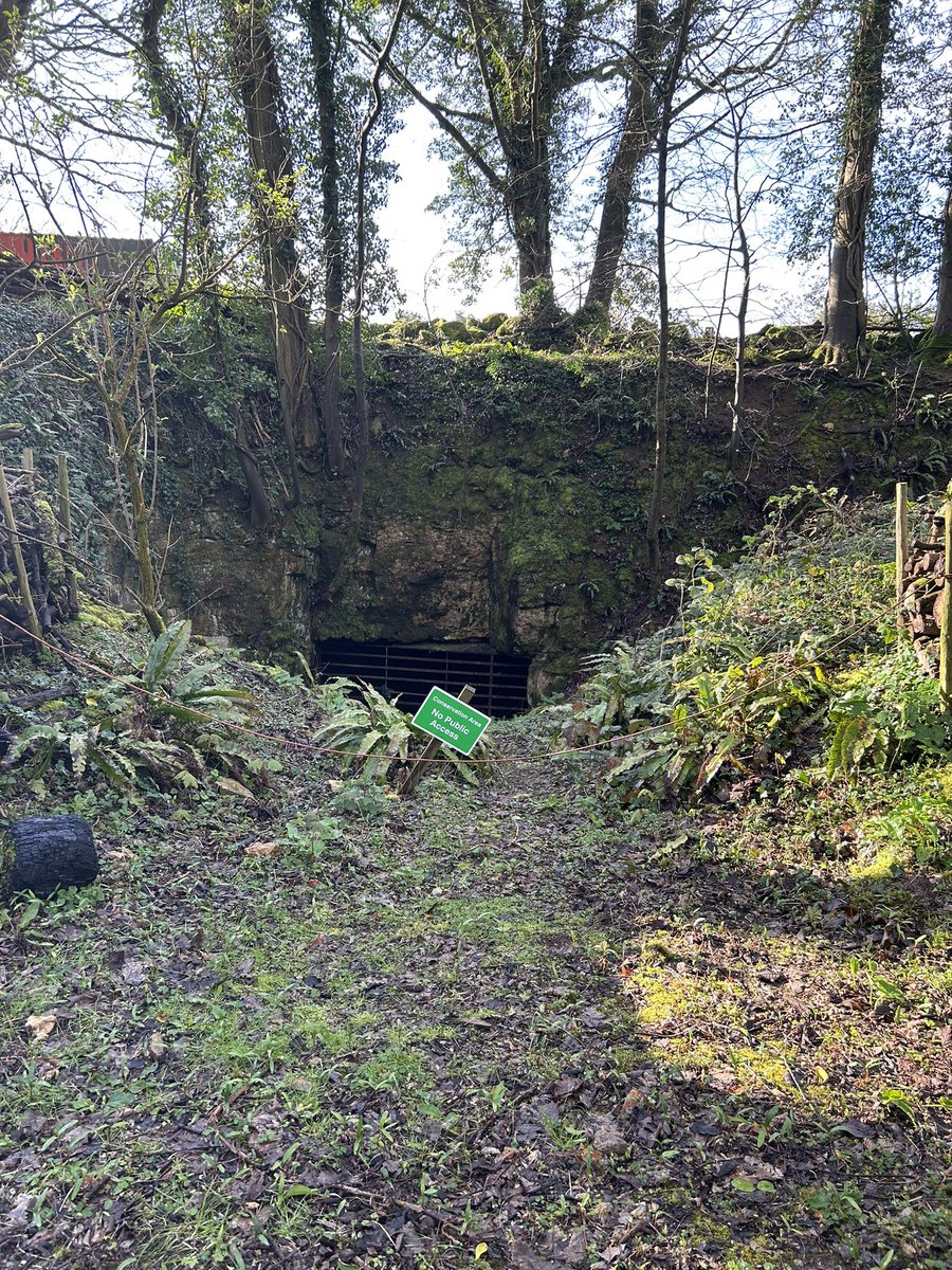 exmoorjane's tweet image. Bats live here!  An old mine at @combegrove is home to an extraordinary variety of bat species.  #bats #batwatch