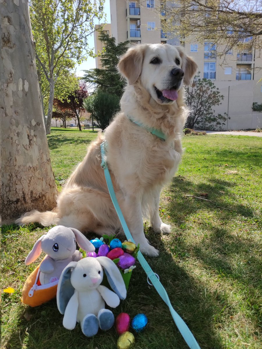 kalamerry_gr's tweet photo. Happy Easter!! 🐰🐣🥕🐝 https://t.co/xRzr0XsquO