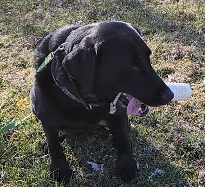 Mickeypaws1's tweet photo. @iaindwelch #earsflying The Team β€οΈ
Love πΏ spot π
For ever smiling π
#fureverfriends β€οΈ
Boop to you and The Team Iain π
Blustery here but nice 73F π
Ran/played
No water today
Mom promised tomorrow π
As usual my morning McHappy
face π
Have a splendid evening Iain ππ https://t.co/HkCJv9ziAD