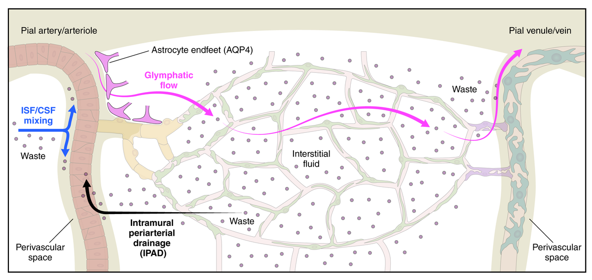 AHA Science (@ahascience) on Twitter photo A new scientific statement examines the neurovasculome, shedding light on the relationship between the brain & its vessels and its roles in cognitive function.
✍️ <a href="/costantinoiade1/">costantino iadecola</a> <a href="/GuLabNeuro/">The Gu Lab</a> <a href="/Mishra_CBF_Lab/">Anusha Mishra</a> <a href="/MisraMD/">Sanjay Misra MD, FSIR, FAHA, FACR</a> @SusanneVanVeluw
📍 <a href="/StrokeAHA_ASA/">Stroke AHA/ASA</a>: spr.ly/6012OzV64 A new scientific statement examines the neurovasculome, shedding light on the relationship between the brain & its vessels and its roles in cognitive function.
✍️ <a href="/costantinoiade1/">costantino iadecola</a> <a href="/GuLabNeuro/">The Gu Lab</a> <a href="/Mishra_CBF_Lab/">Anusha Mishra</a> <a href="/MisraMD/">Sanjay Misra MD, FSIR, FAHA, FACR</a> @SusanneVanVeluw
📍 <a href="/StrokeAHA_ASA/">Stroke AHA/ASA</a>: spr.ly/6012OzV64
