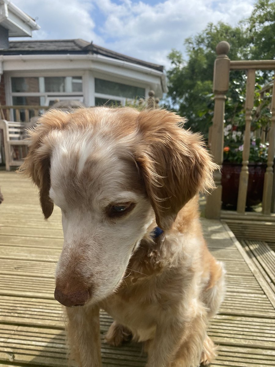 SpanielsSuper's tweet photo. @madcap_max @Chrystalsurrey @Susanne30308556 Oh Iris 😞 The fates are conspiring against us!
You don’t have a passport….
I do have a passport…..
Mum & Mo haven’t got passports
…… We’re not meeting anytime soon 💔💔💔💔💔💔
#RonnieLovesIris #SoNotFair #SadRonnie https://t.co/qHTZ3K5by4