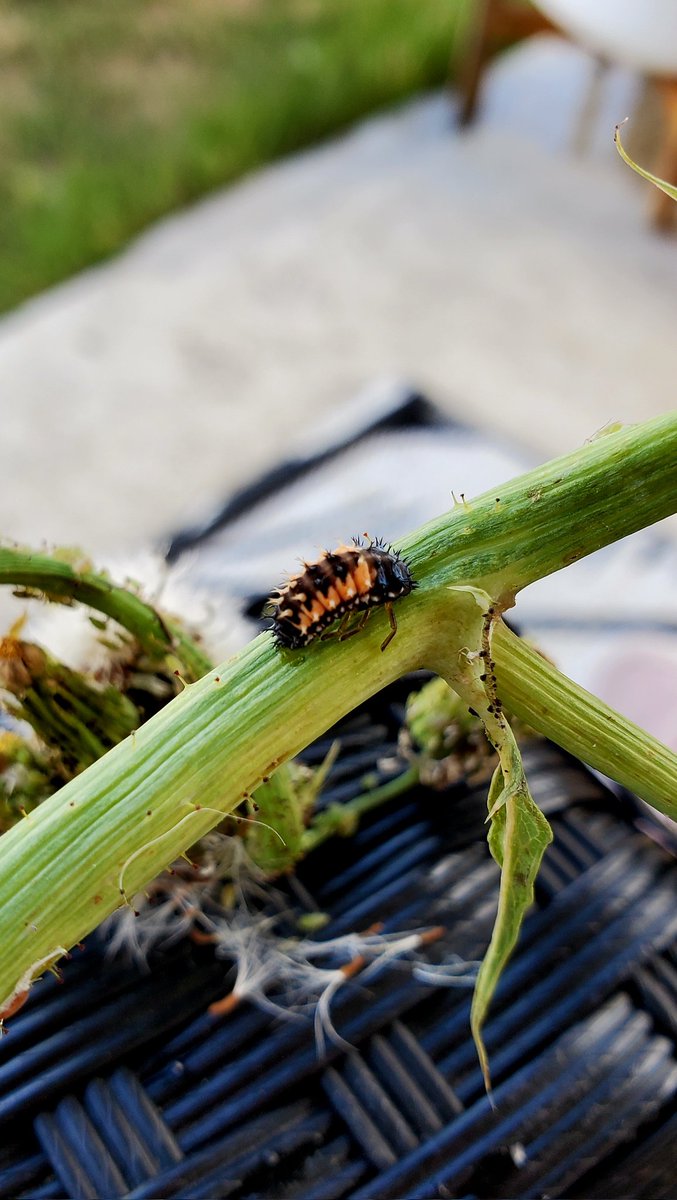 Found a ladybug larva while I was weeding the same week I'm teaching ladybug life cycle! I had to bring it to the classroom. #kindergarten #teachertwitter <a href="/AustinISD/">Austin ISD</a>