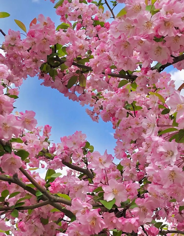 piinkibun's tweet photo. cherry blossoms <3 https://t.co/rRrIf7W04n
