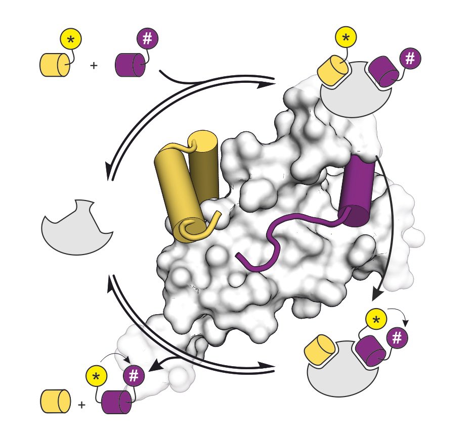 TomNGrossmann's tweet photo. Convincing an adapter protein to act as enzyme was not easy! 

Read for yourself @ChemCommun https://t.co/S1dOVNS76U 

Big congrats to the wole team @VU_Science @AnissaHaim #OpenAccess https://t.co/QYgtneuHM1