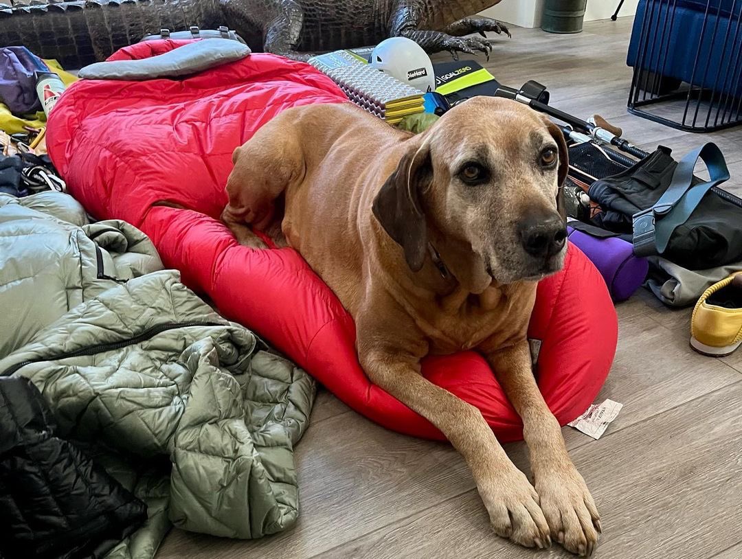 KirstieEnnis's tweet photo. Saying goodbye to Cooper will be one of the hardest parts. He'll realize it won't be a quick trip with the amount of gear I'll be taking. But I'm eager to calm the chaos, problem-solve, and push myself again. #LeftLegless #RedemptionRound #KeClimbs https://t.co/44mqeIdoV7