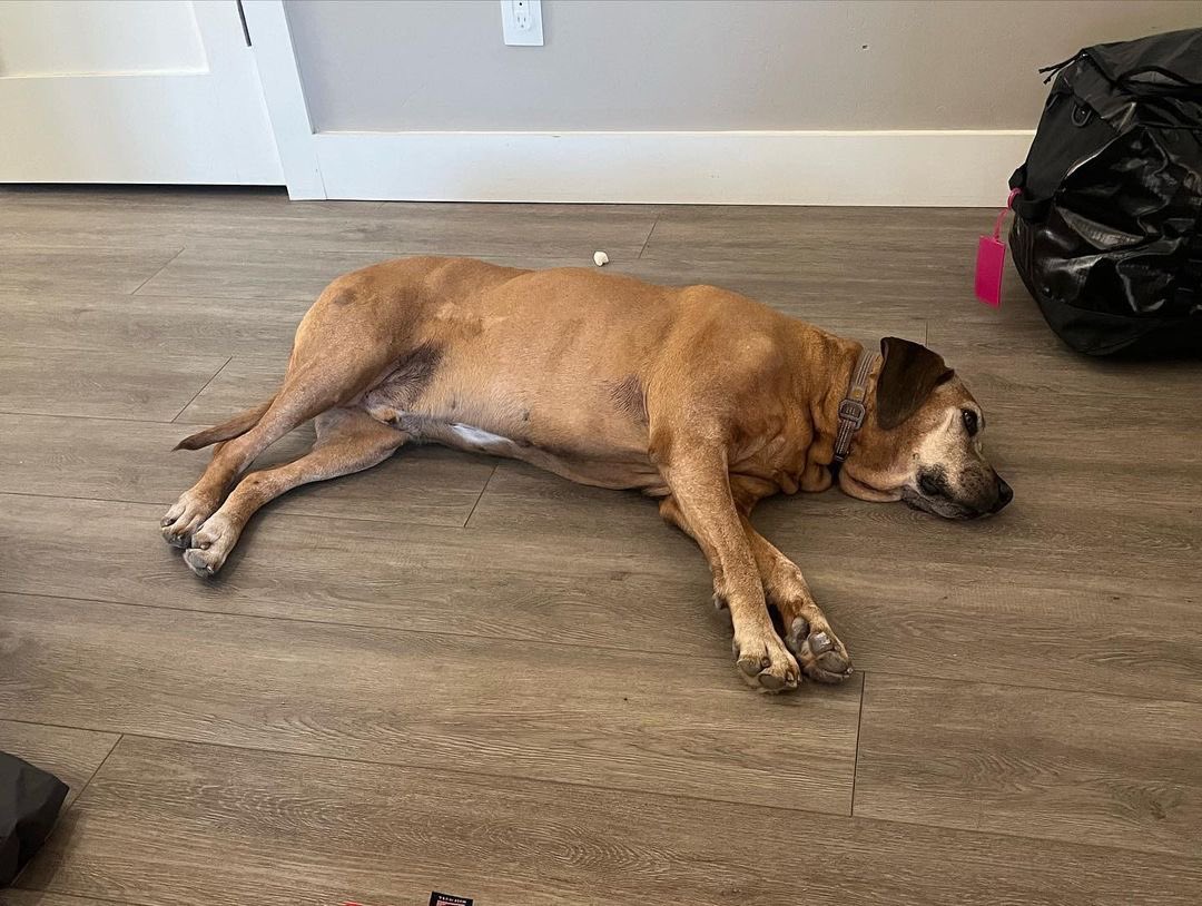 KirstieEnnis's tweet photo. Saying goodbye to Cooper will be one of the hardest parts. He'll realize it won't be a quick trip with the amount of gear I'll be taking. But I'm eager to calm the chaos, problem-solve, and push myself again. #LeftLegless #RedemptionRound #KeClimbs https://t.co/44mqeIdoV7