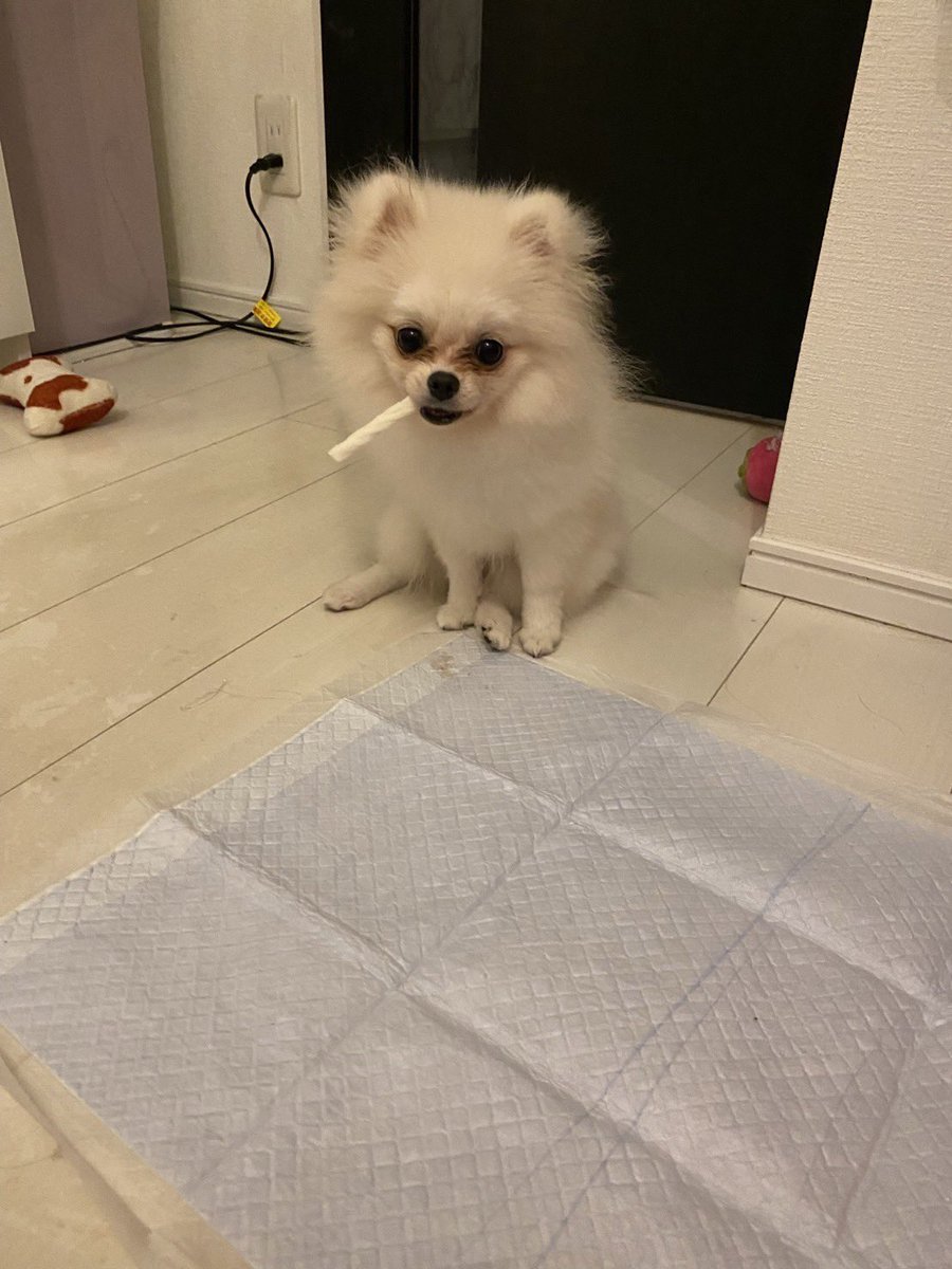 rio_mizuiro's tweet photo. 整形前と整形後レベルでかわいくなったチャチャ！
ご飯変えたら涙やけなおった🥹 https://t.co/sIlJDWkX8G