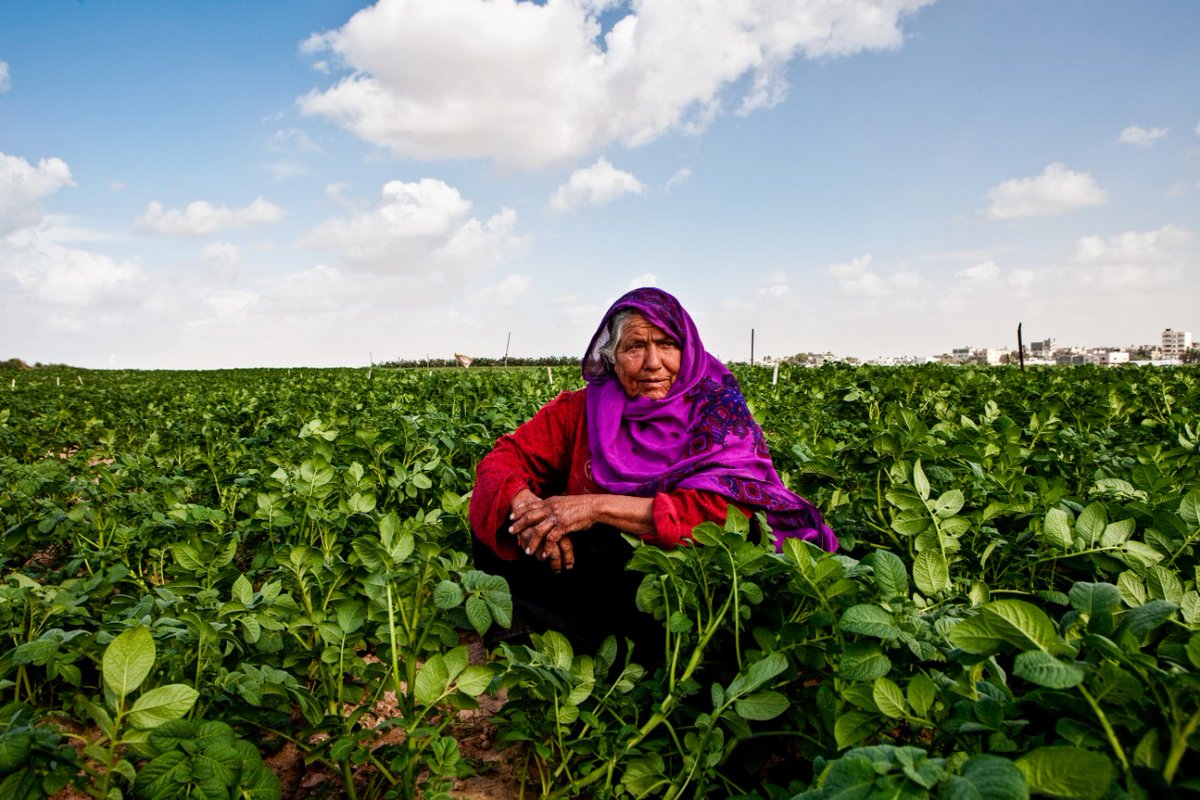 COVID-19, the climate emergency & other global crises have set back progress on the #SDGs.

Now more than ever, the world needs powerful tools & strategies for transformation.

Our 🆕 report explores how #DigitalPublicGoods are powering the #GlobalGoals: go.undp.org/QzKY